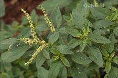 Amaranthus spinosus